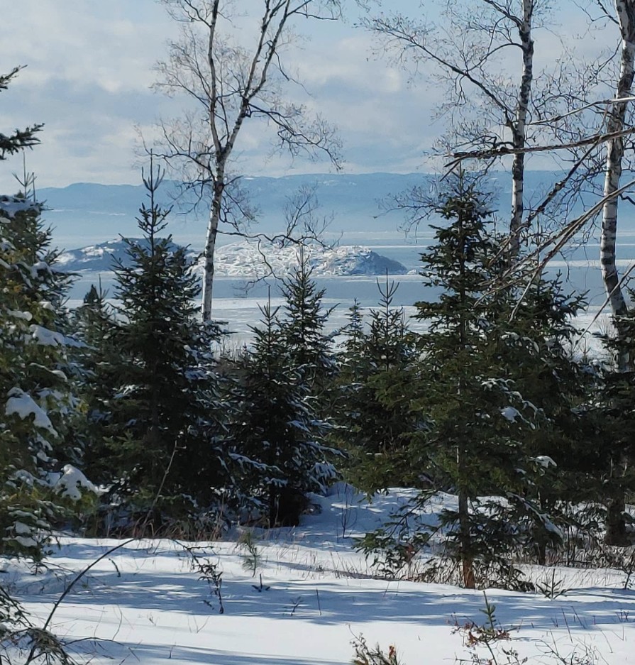 la foret un endroit paisible ou la création est reine